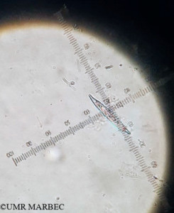 phyto/Brazilian_Amazon_coast/Amazomix_station_7/AMAZOMIX September 2021/Prorocentrum rostratum (Am_st7_R4_SURF-190824-Proro rostratum -WhatsApp Image 2024-08-19 at 18.03.15)(copy)_thumb.jpg